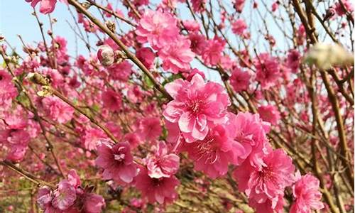 广州石马桃花公园怎么去_广州石马桃花公园