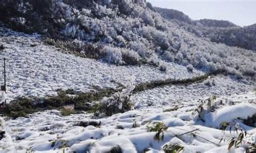 重庆到金佛山路线怎么走的呀_重庆到金佛山路线怎么走的呀多少钱