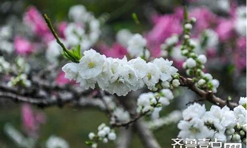 济南百花公园碧桃花开放时间_济南百花公园游玩攻略