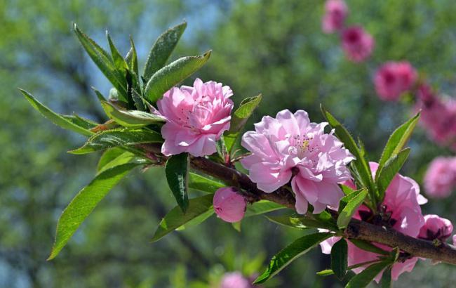 中山市紫马岭公园门票_中山市紫马岭公园门