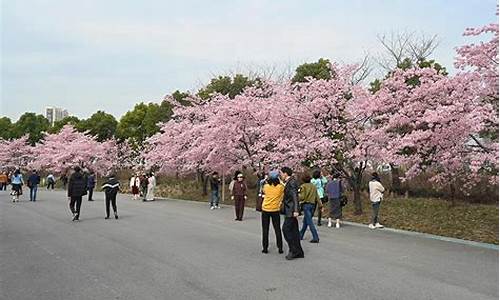 顾村公园樱花节票_顾村公园樱花节票价多少